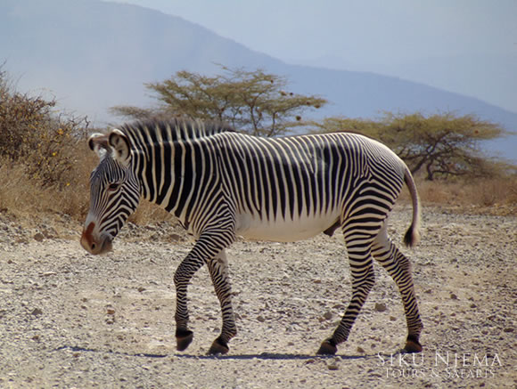 Grevys Zebra - Samburu National Reserve, Kenya